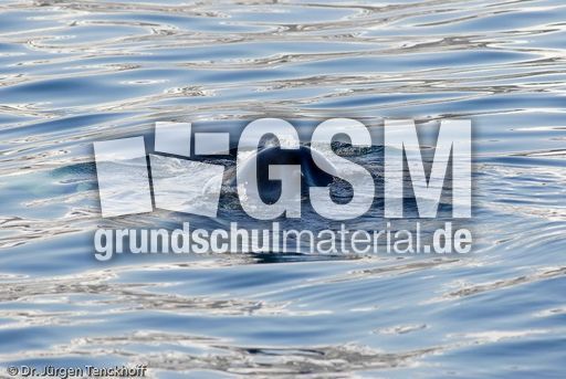 Buckelwal (30 von 57).jpg